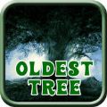 Oldest TreeϷ׿  v1.0