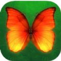 ȫؿ׿棨Pop Butterfly v 1.0