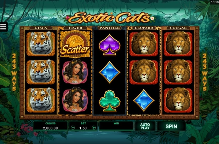 Exotic Cats slot apk para android  1.0 screenshot 2