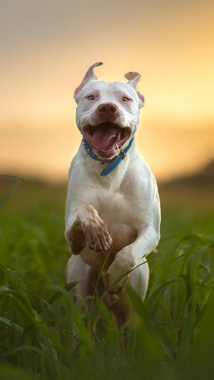 Pitbull Dog Wallpaper 4K Apk Versão mais recente  1.01 screenshot 2