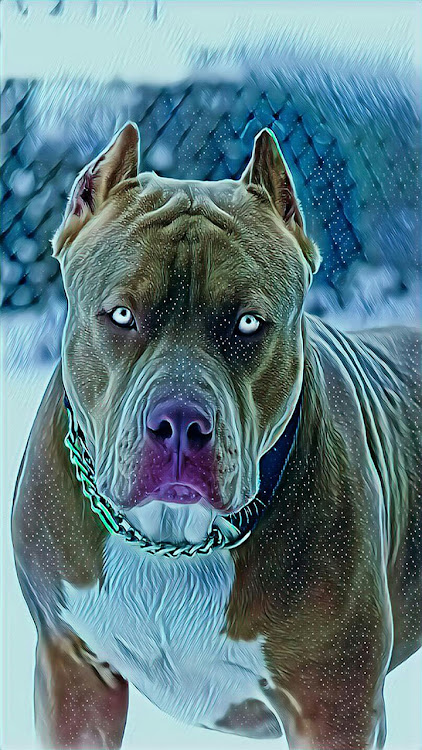 Pitbull Dog Wallpaper 4K Apk Versão mais recente图片3